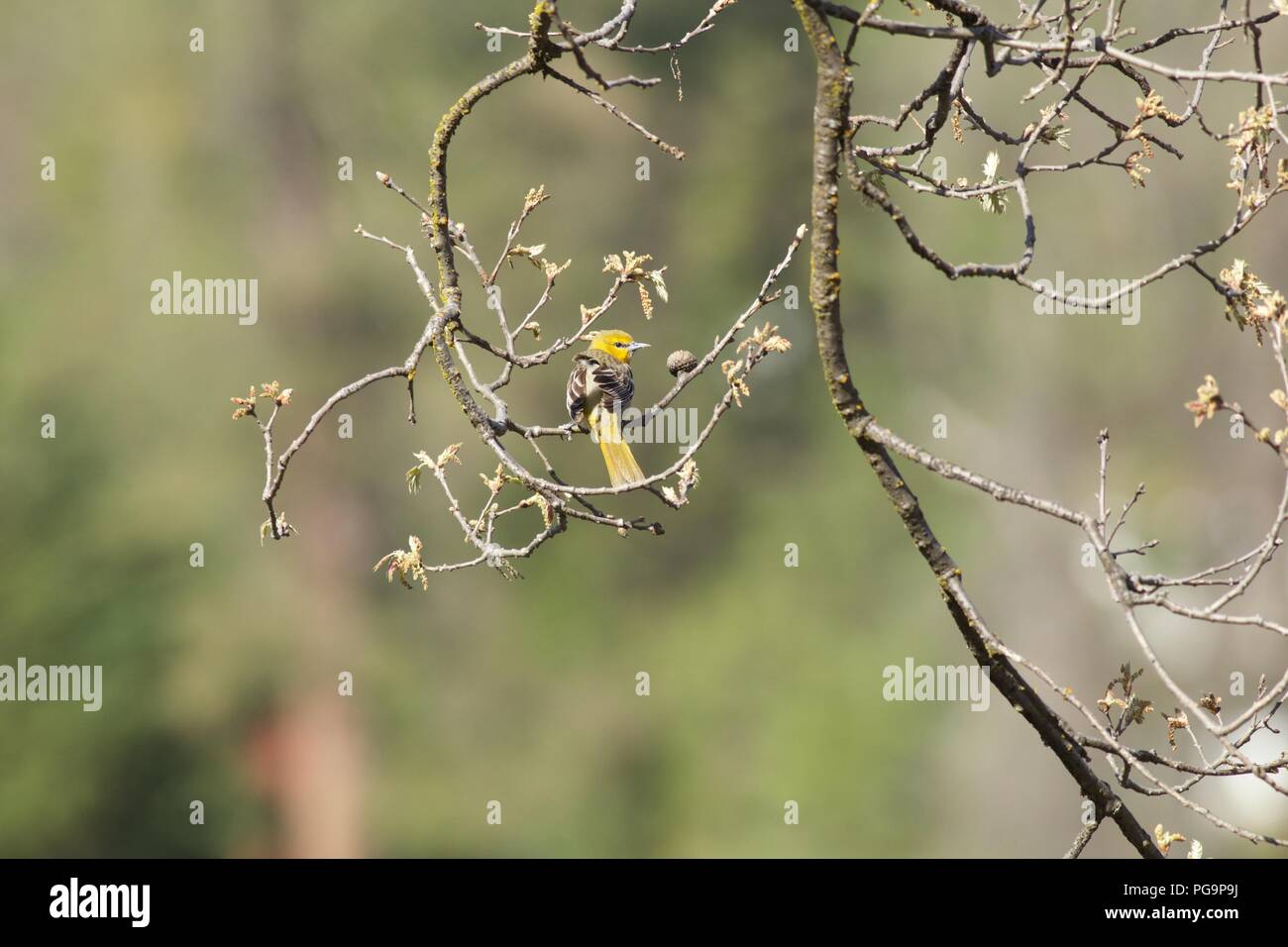 Female Bullock's Oriole (Icterus bullockii) and spring shoots, Bass Lake, California Stock Photo