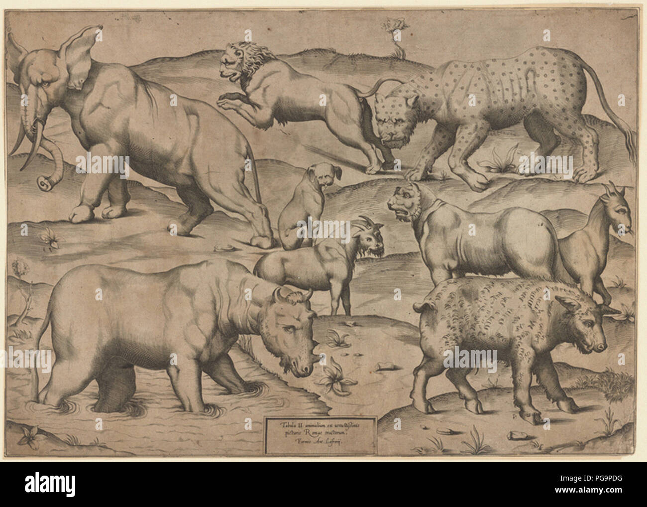 vintage animal artwork Stock Photo Alamy