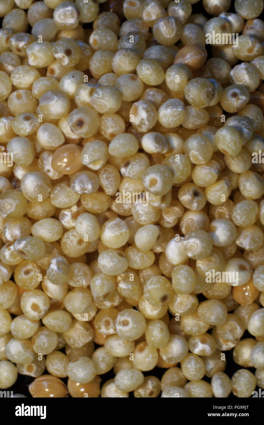 Millet, cereals, millet porridge Stock Photo Alamy