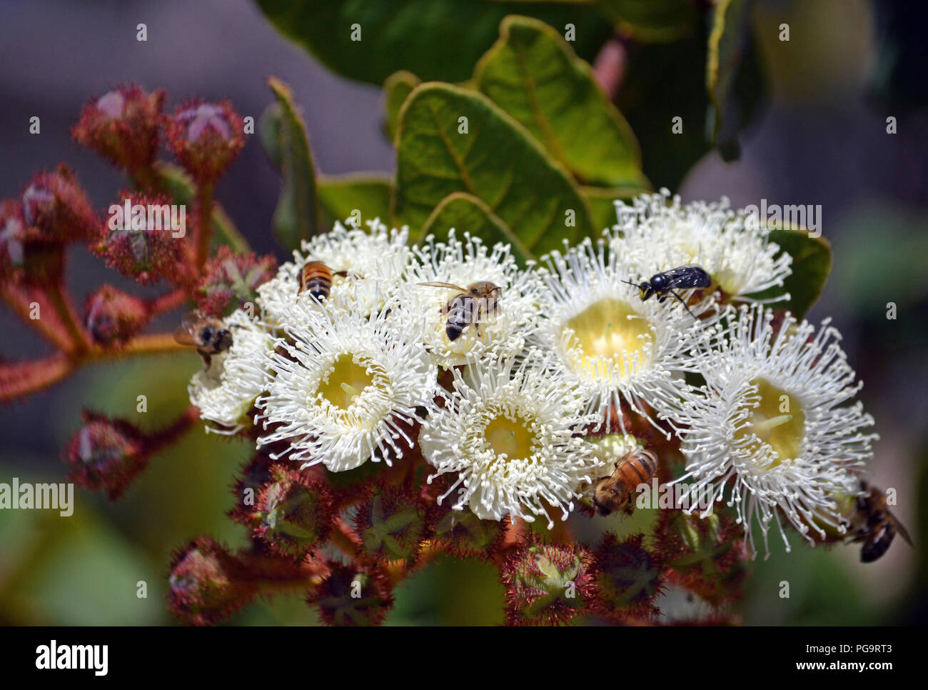 Dwarf apple tree hires stock photography and images Alamy