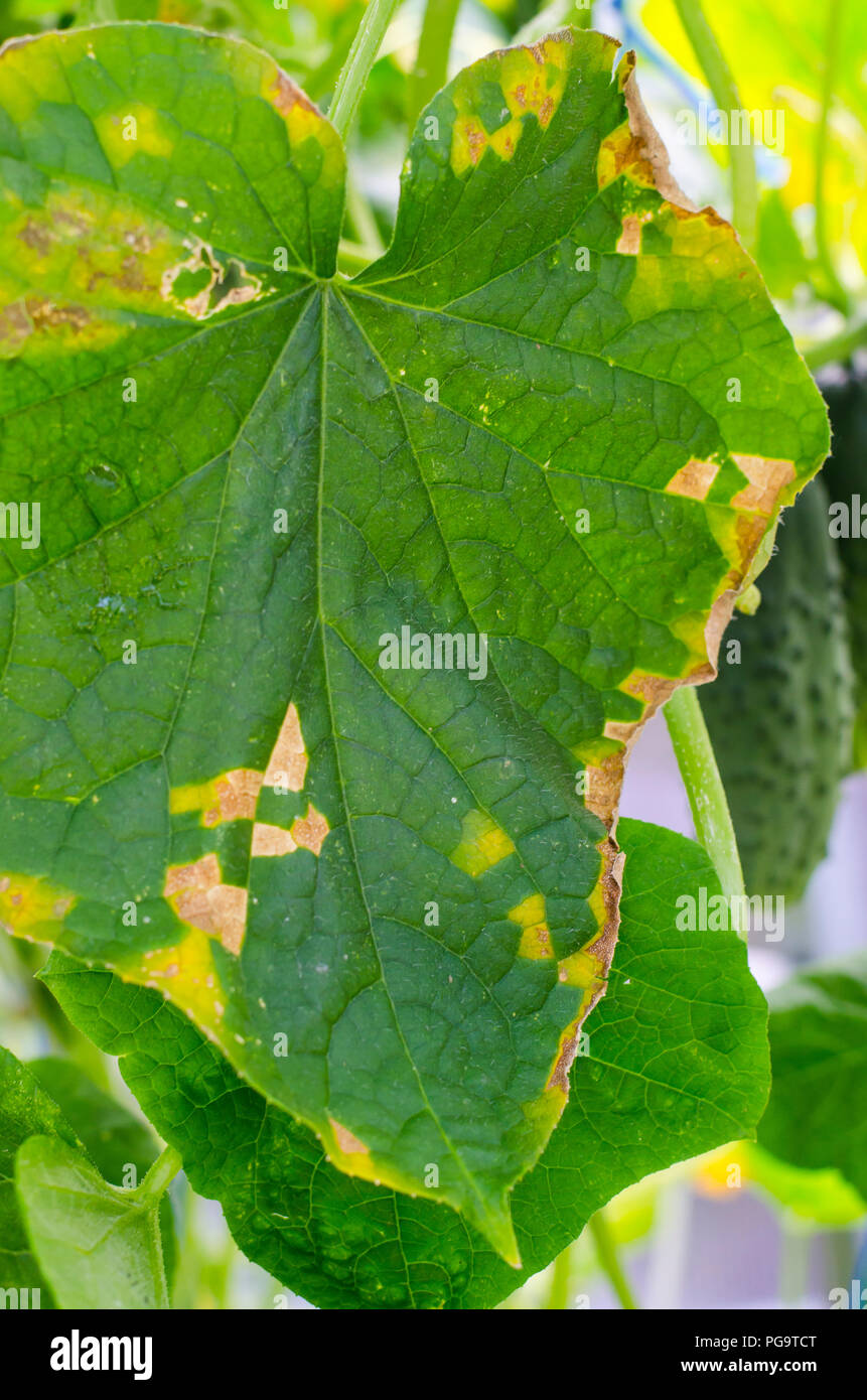 Diseases and pests on the leaves of cucumbers. Studio Photo Stock Photo