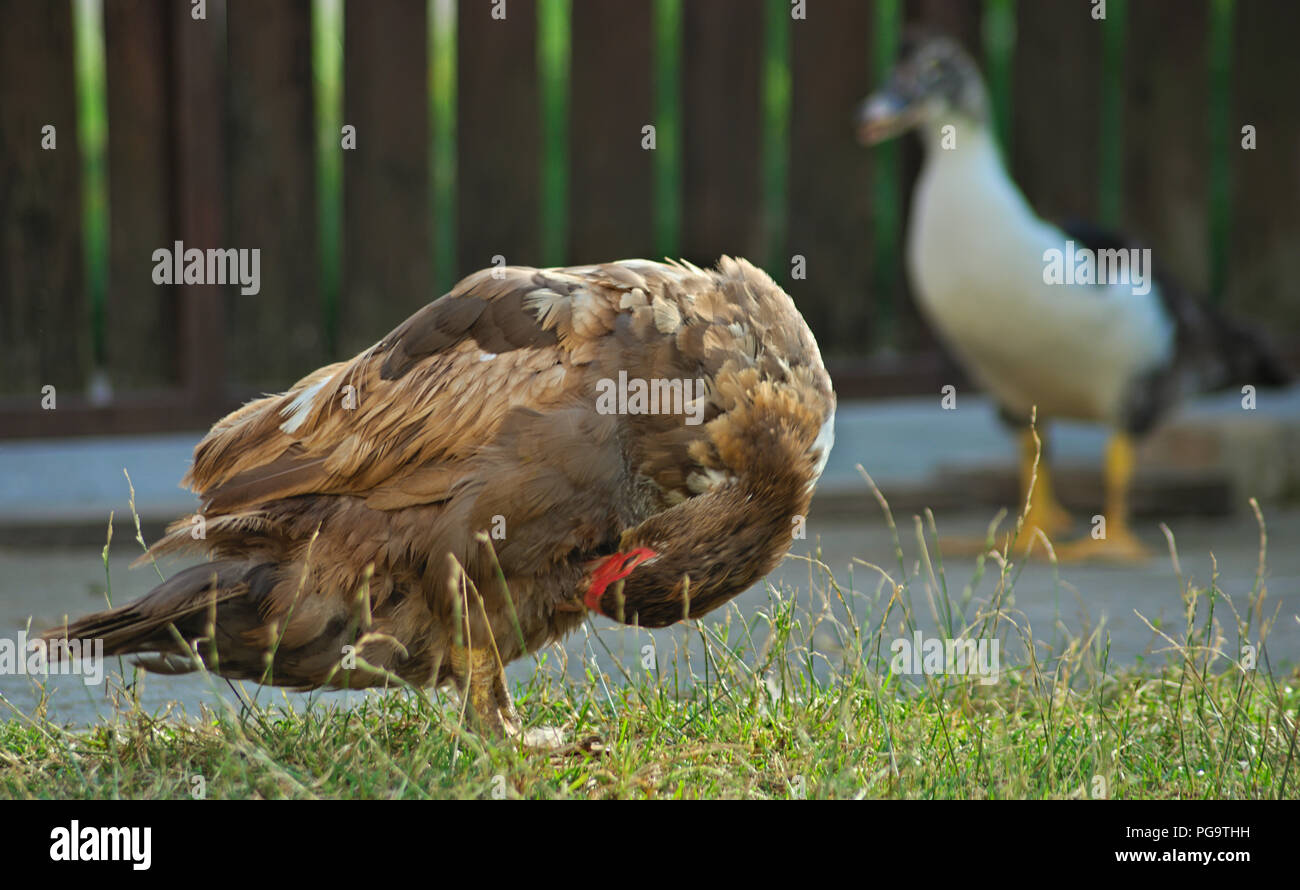 Brown female duck cleaning feathers while other duck watching in background Stock Photo
