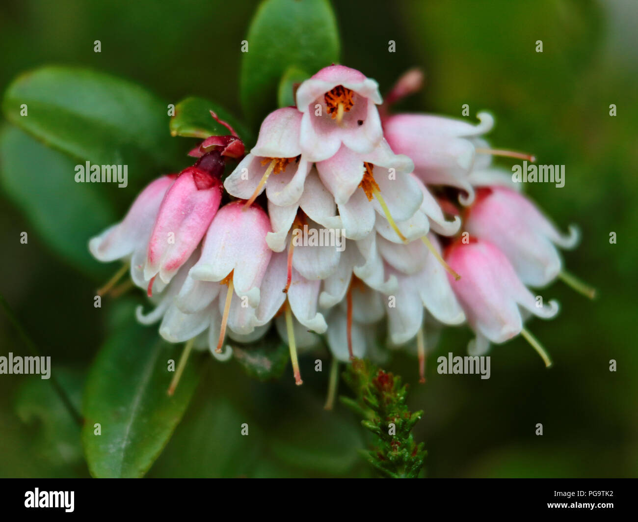 Lingonberry blooming in forest with a bunch of flowers Stock Photo