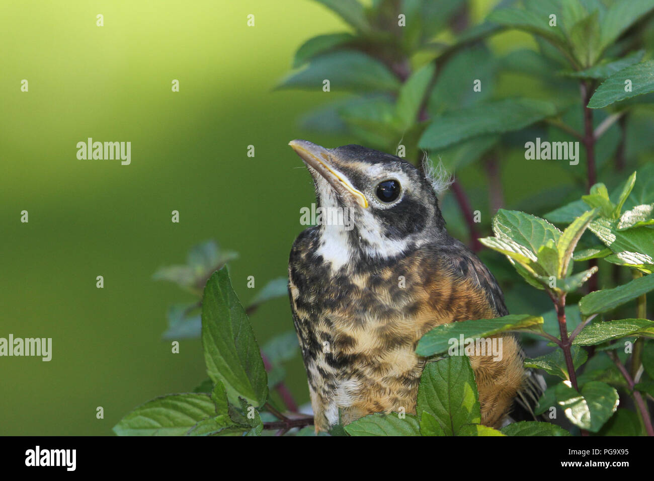 Close-up of a fledgling American robin. Stock Photo