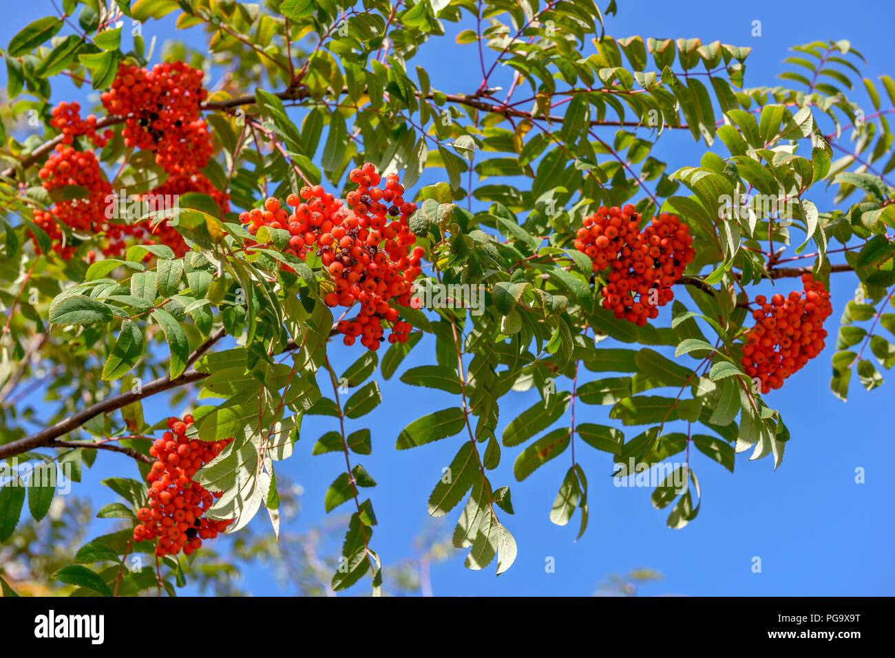 Blue sky over ash hi-res stock photography and images - Alamy