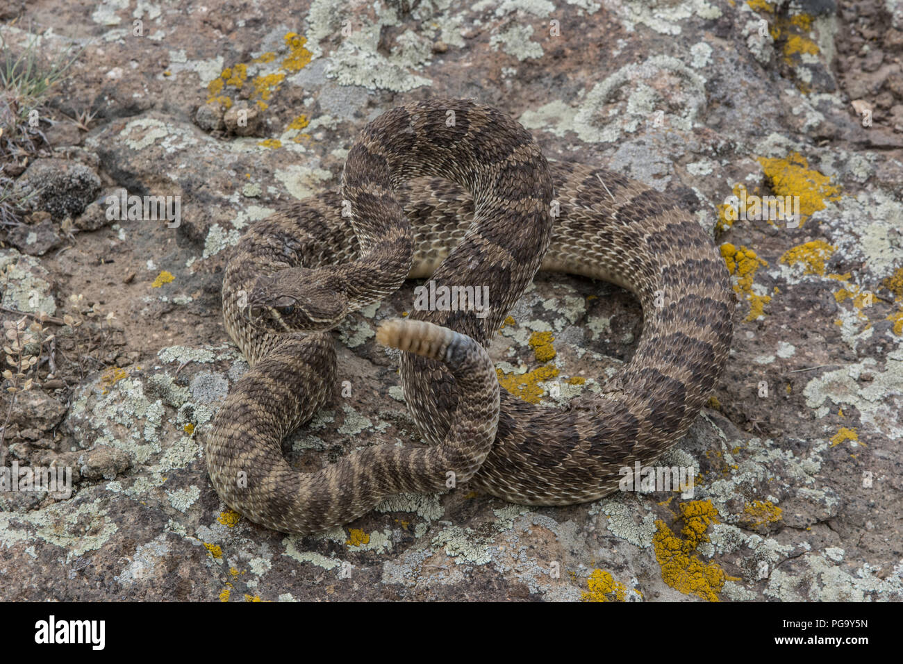 An adult male Prairie Rattlesnake (Crotalus viridis) in ecdysis coiled defensively in lichen-rock/prairie ecotone in Jefferson County, Colorado, USA. Stock Photo