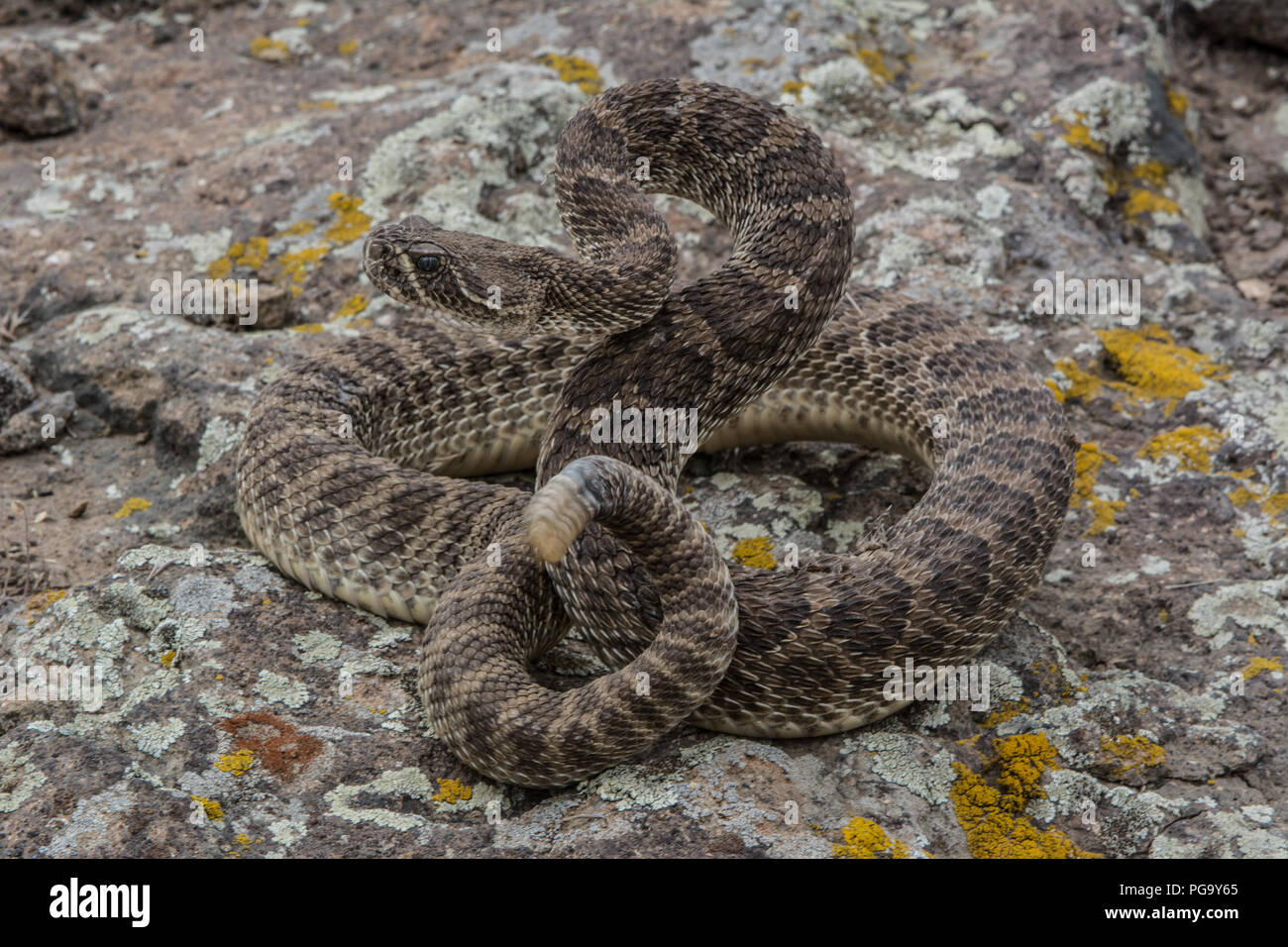 An adult male Prairie Rattlesnake (Crotalus viridis) in ecdysis coiled defensively in lichen-rock/prairie ecotone in Jefferson County, Colorado, USA. Stock Photo