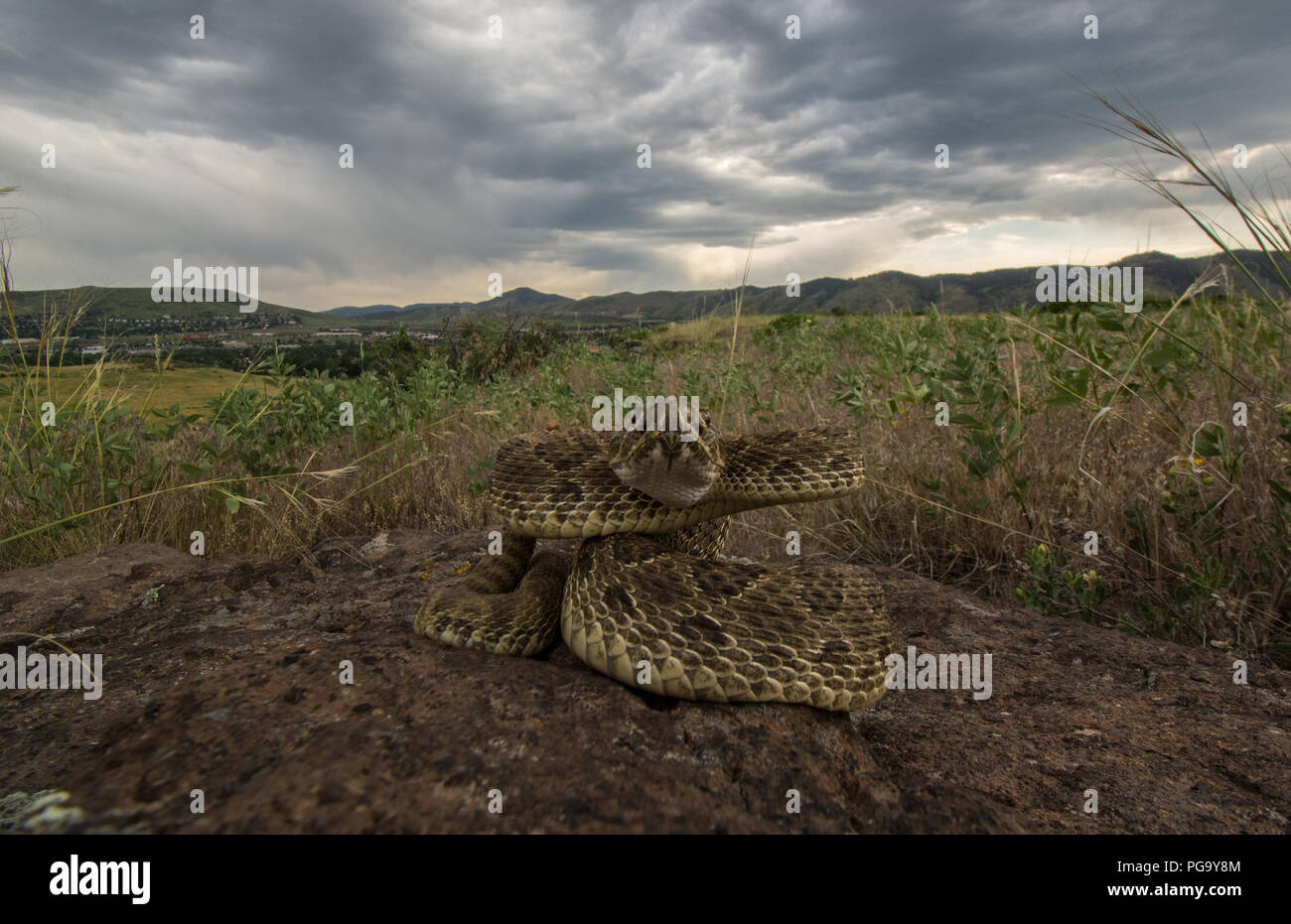 An adult Prairie Rattlesnake (Crotalus viridis) coiled defensively in