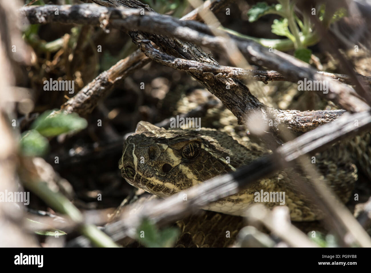 An adult male Prairie Rattlesnake (Crotalus viridis) coiled in ambush at the base of some rabbitbrush in Jefferson County, Colorado, USA. Stock Photo