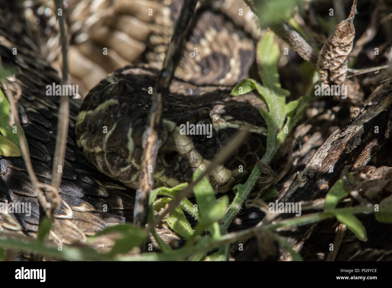 An adult female Prairie Rattlesnake (Crotalus viridis) coiled in ambush ...