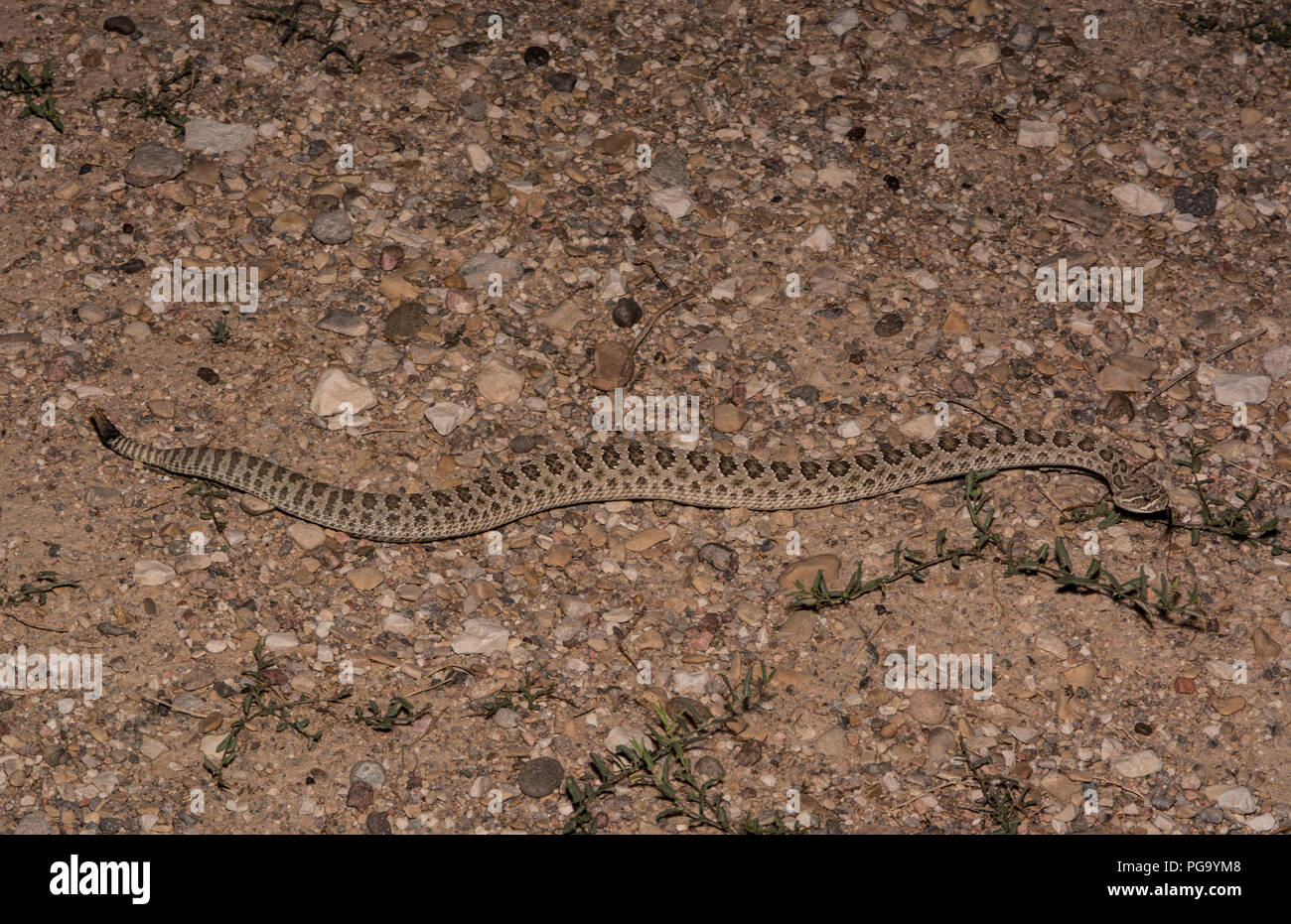 An adult female Prairie Rattlesnake (Crotalus viridis) crosses a gravel ...