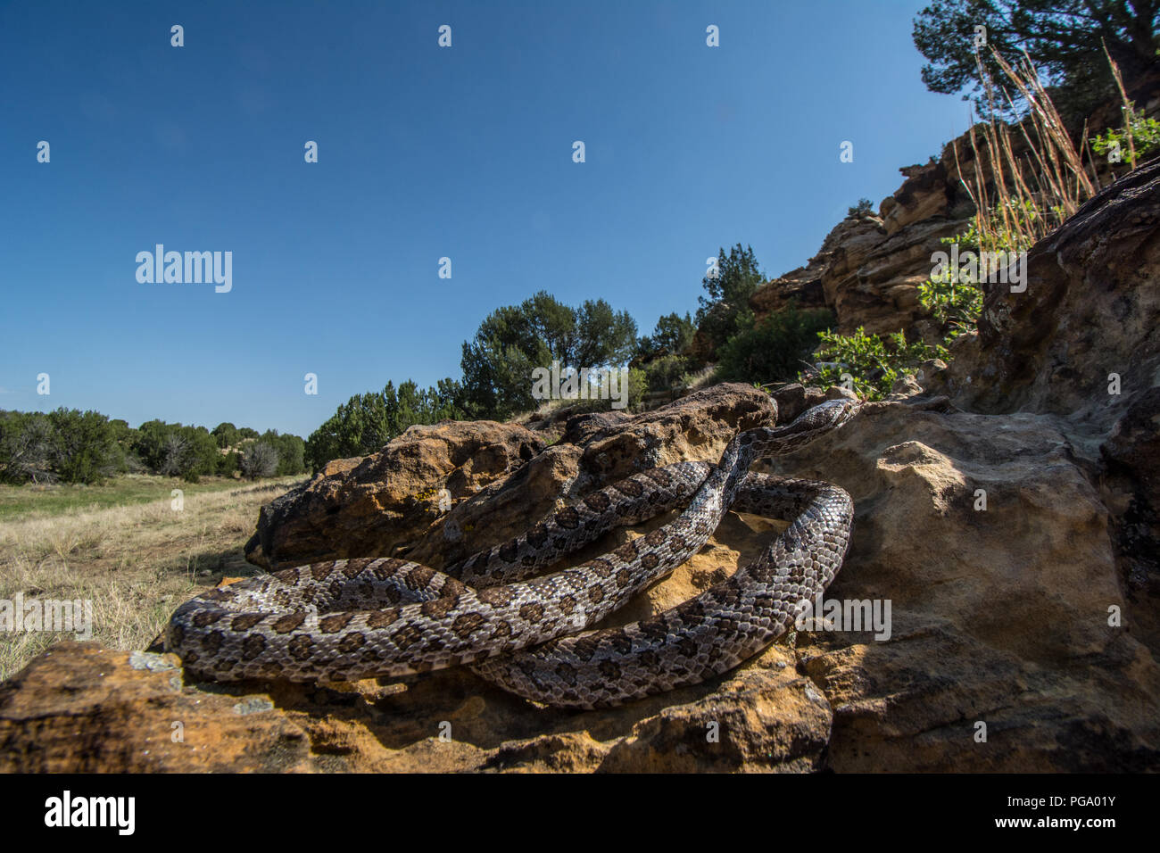 Great Plains Ratsnake (Pantherophis emoryi) found on the move in a rocky canyon in Otero County, Colorado, USA. Stock Photo