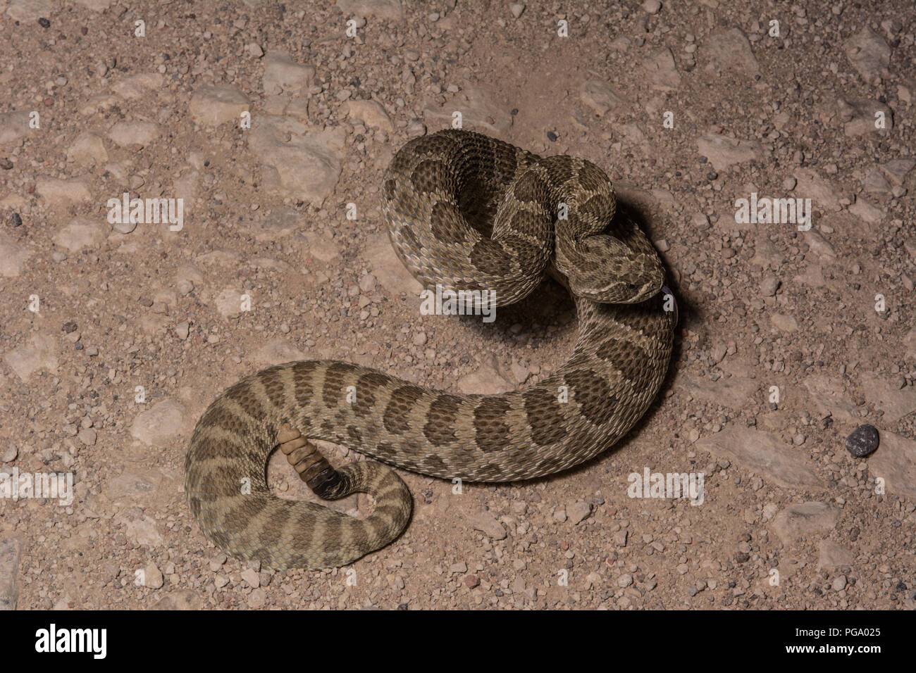 An adult female Prairie Rattlesnake (Crotalus viridis) coiled defensively after being interrupted crossing a gravel road. Stock Photo