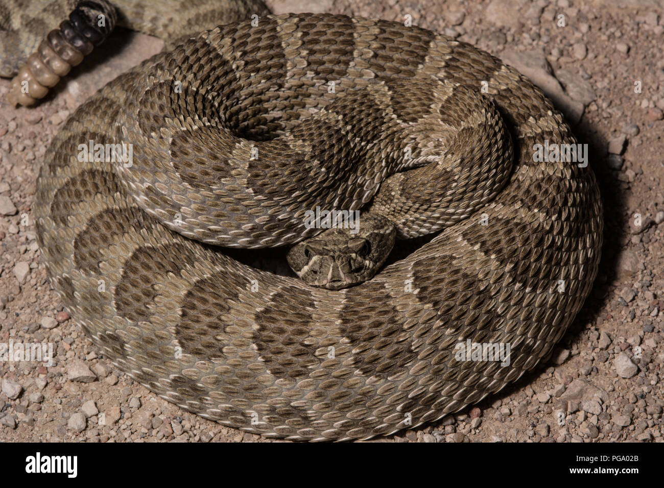 An adult female Prairie Rattlesnake (Crotalus viridis) hiding her head and coiled defensively after being interrupted crossing a gravel road. Stock Photo