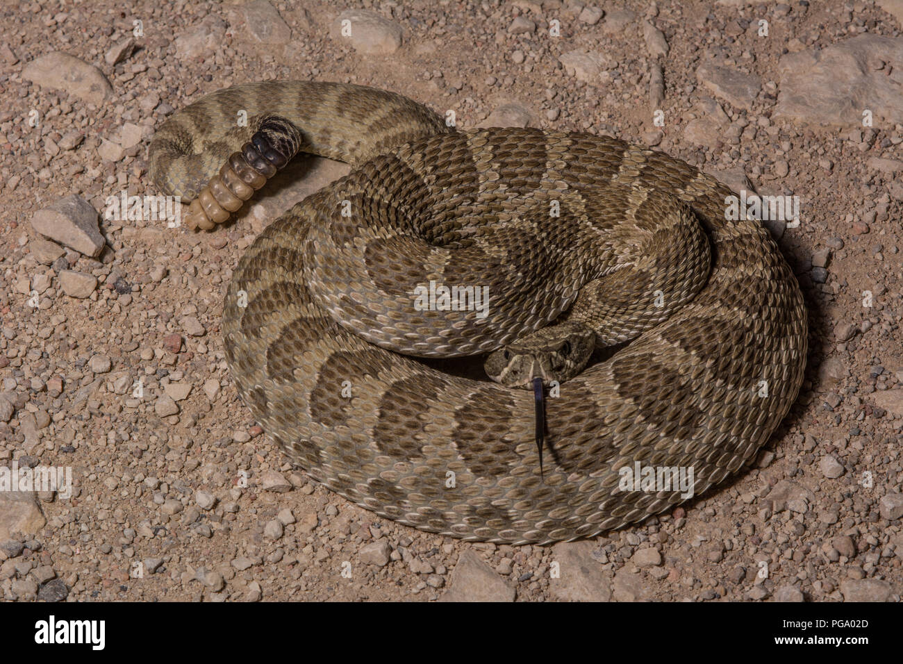 An adult female Prairie Rattlesnake (Crotalus viridis) hiding her head