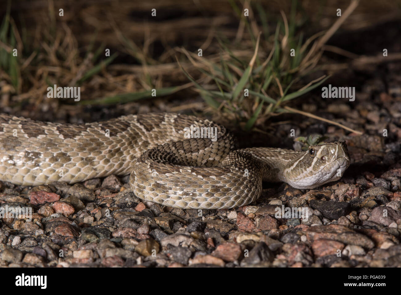 An adult male Prairie Rattlesnake (Crotalus viridis) crossing a road on