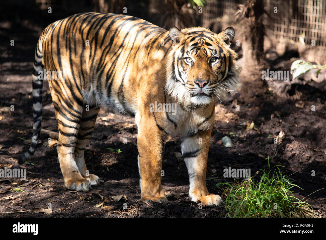 Tiger At Melbourne Zoo High Resolution Stock Photography And Images - Alamy