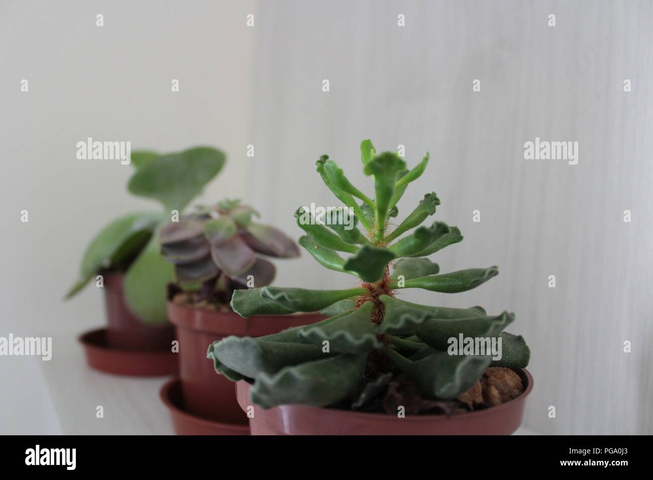 Planta cactus hi-res stock photography and images - Alamy