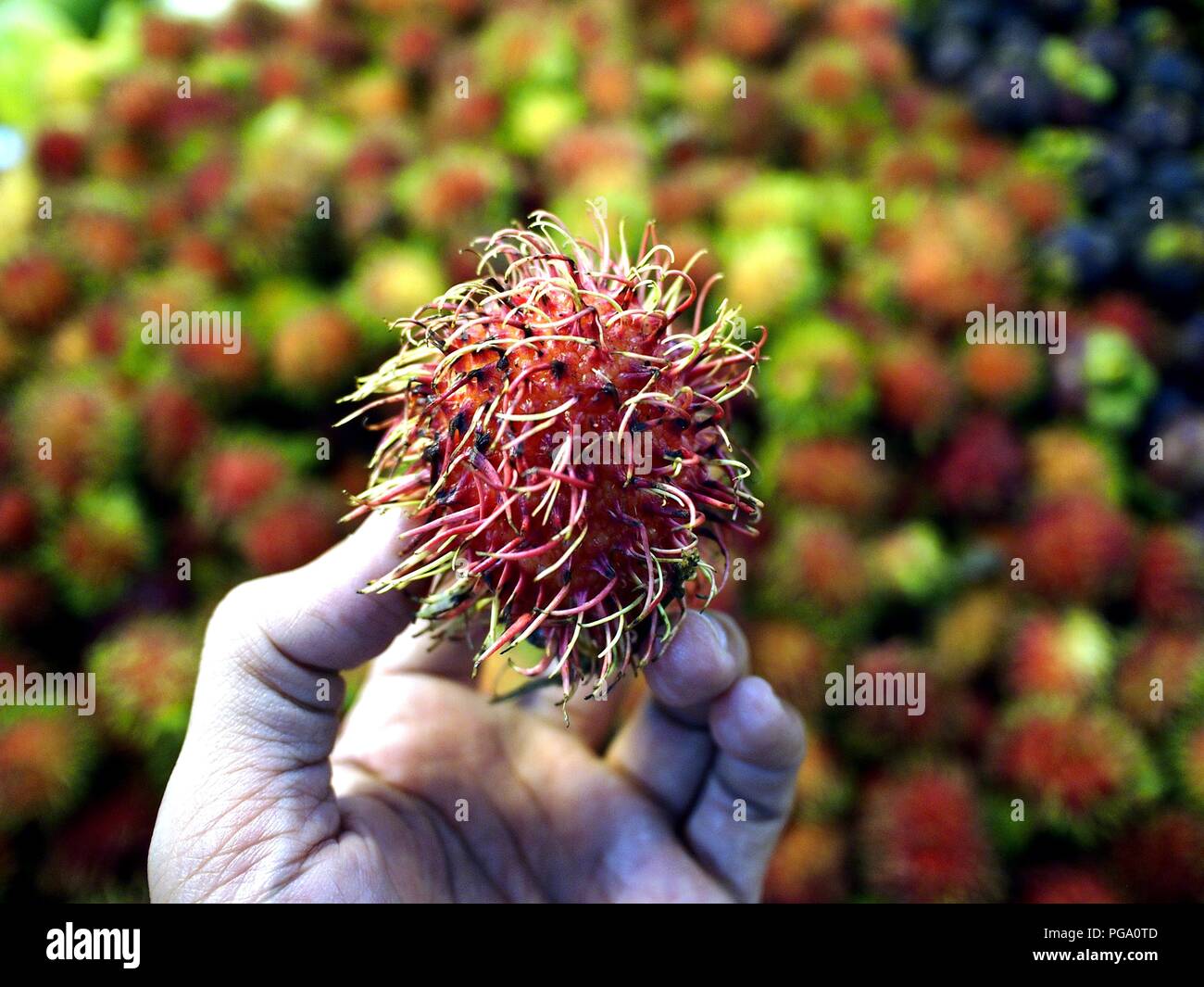 Hold rambutan hi-res stock photography and images - Alamy