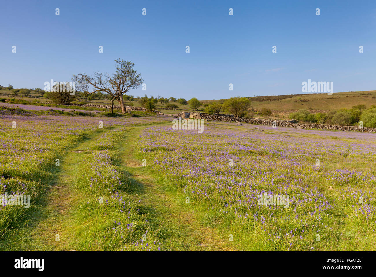 Meadow full of blubells at Emsworthy Mire, Dartmoor National Park, Devon on a sunny day. Track leads to tree in distance with dry stone walls. Stock Photo