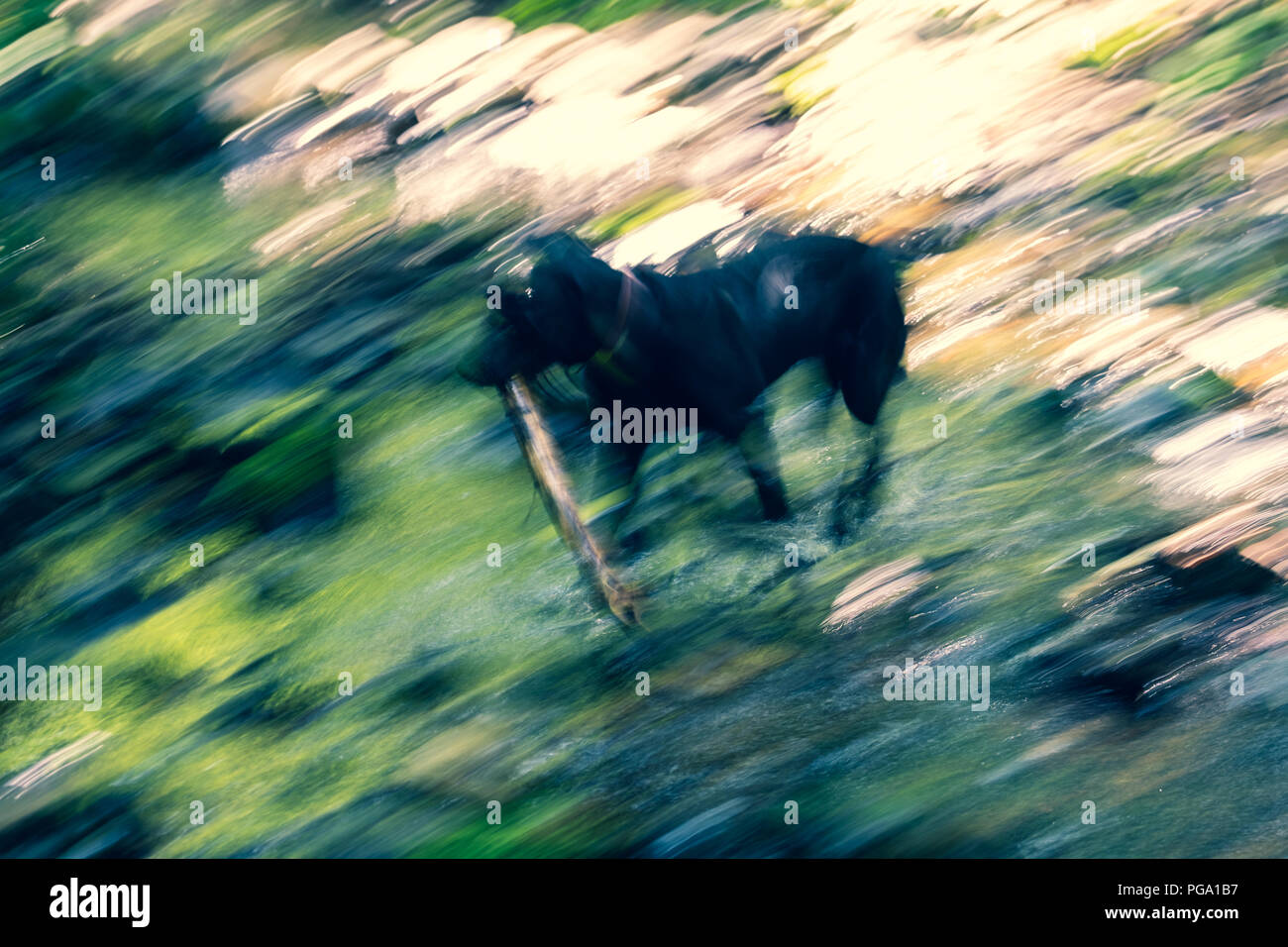 Blurring the image of a surface of the water of the stream illuminated by sunshine in which the dog runs is photographed on long endurance. Stock Photo