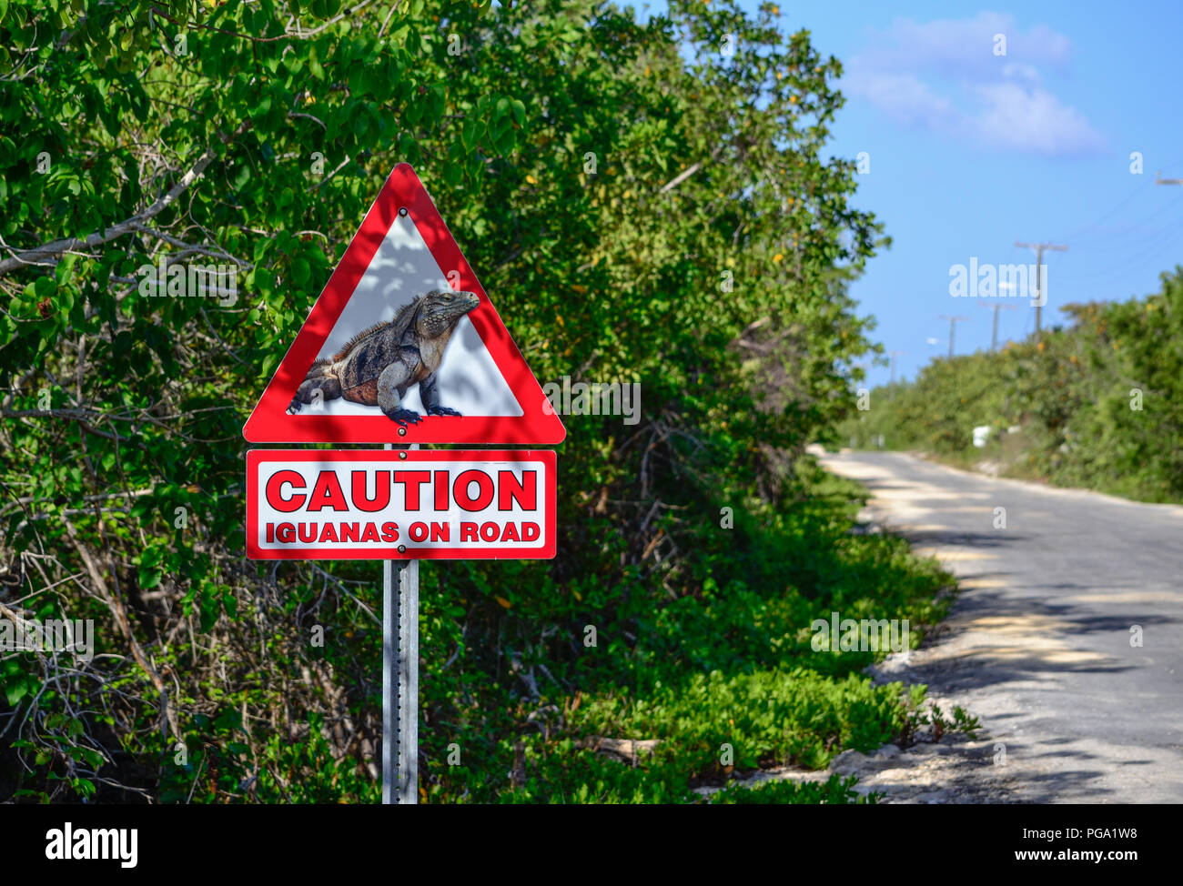Caution - Iguanas on the Road sign in Little Cayman Stock Photo