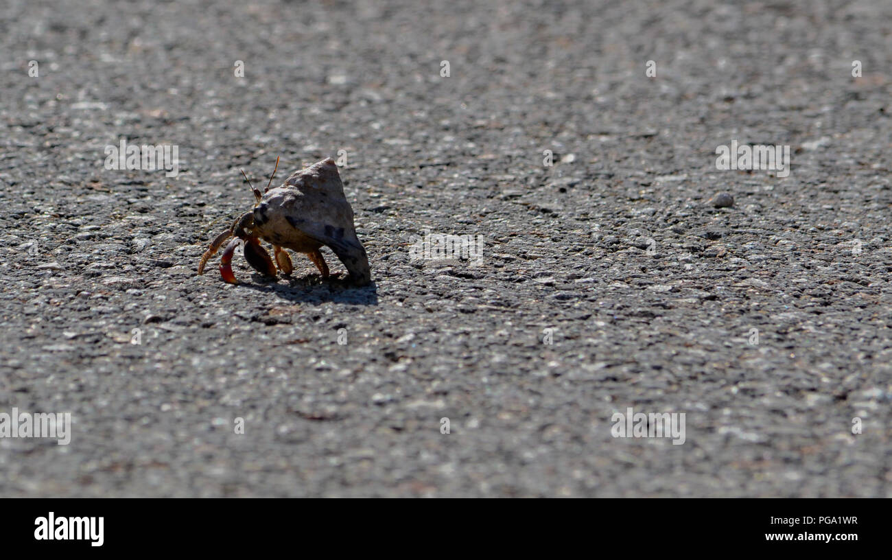 Caribbean Hermit Crab High Resolution Stock Photography and Images - Alamy