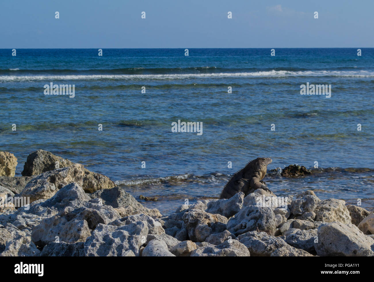 A Sister Isles Rock Iguana sunning itself on the rocky coast of Cayman Brac Stock Photo