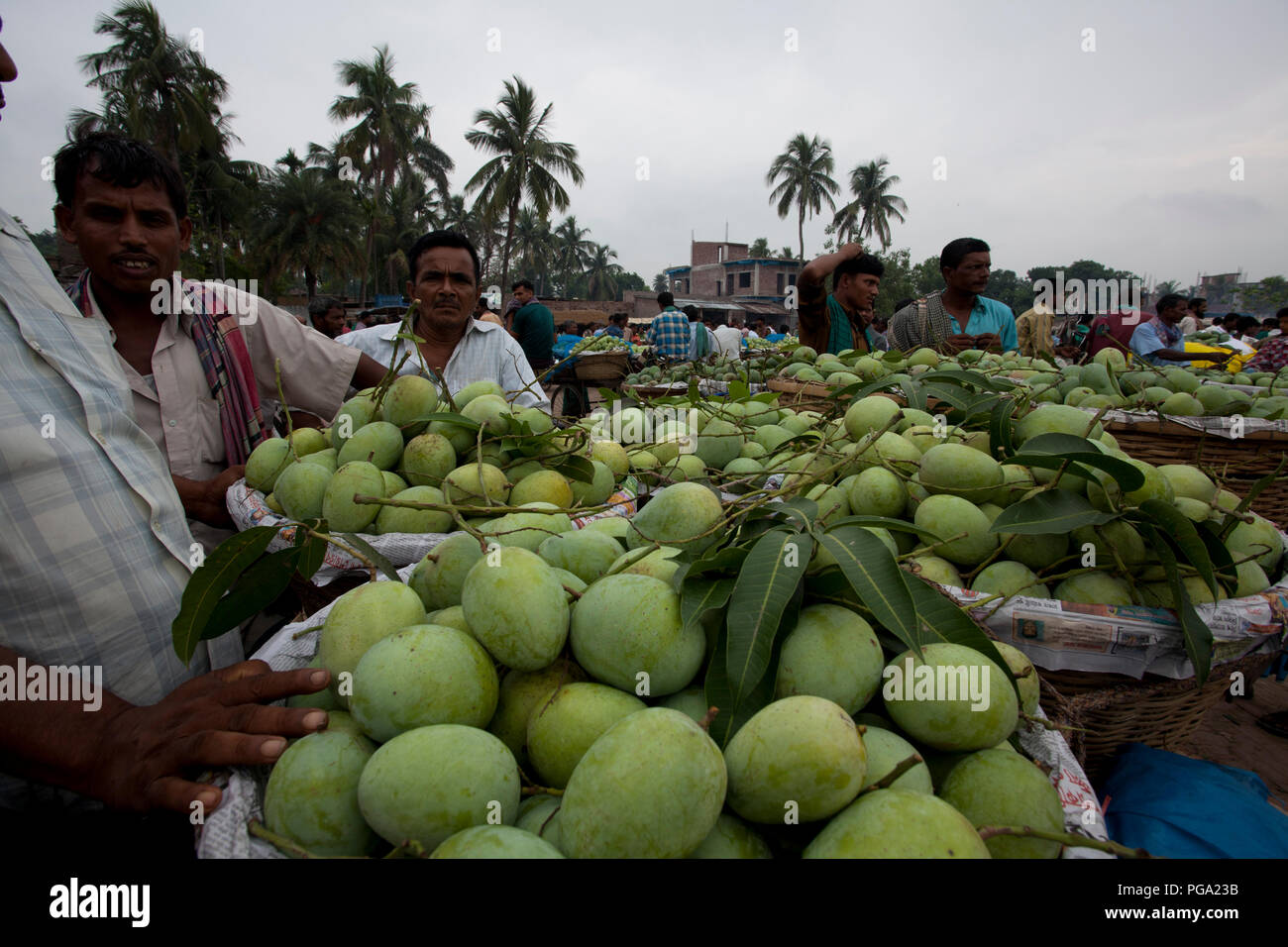 Basket of mangoes in market hires stock photography and images Alamy