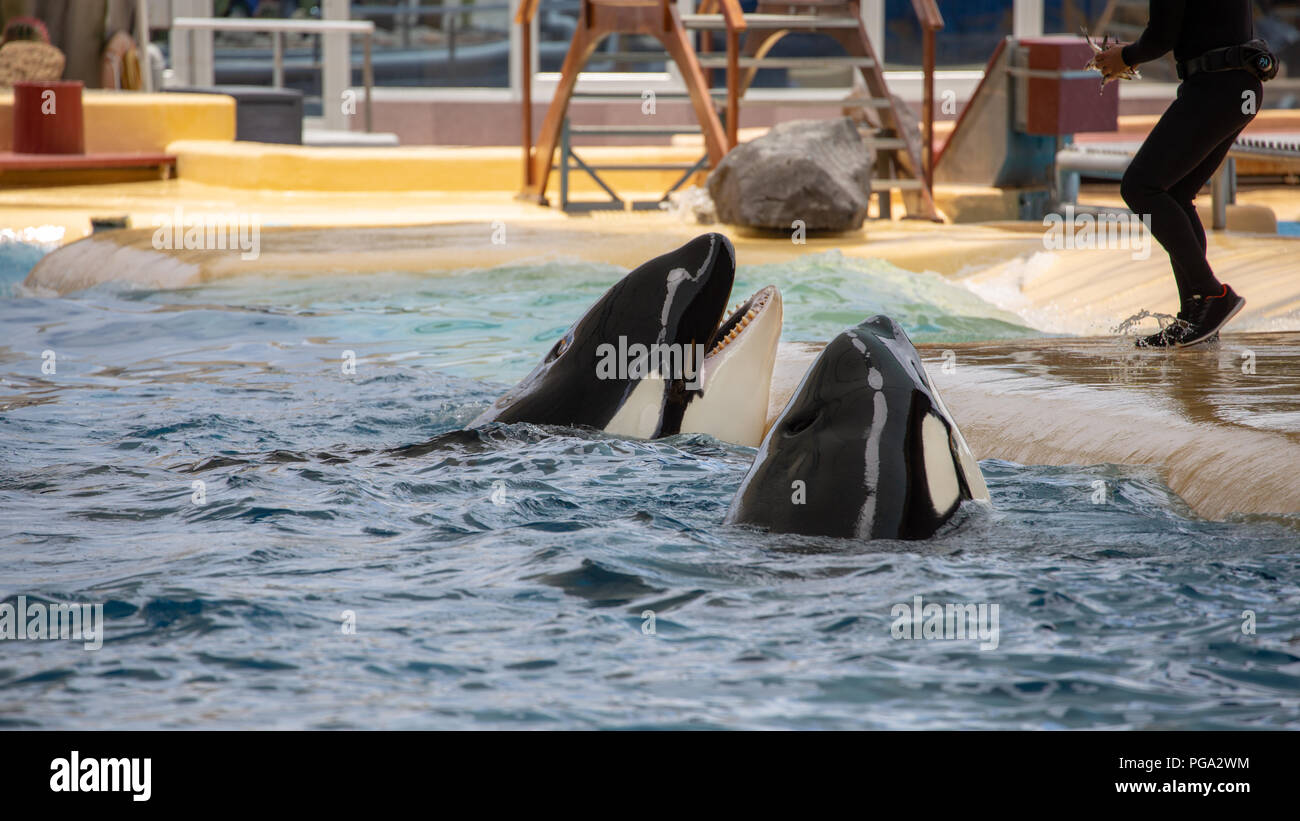 Orca whales during show in zoo Stock Photo - Alamy