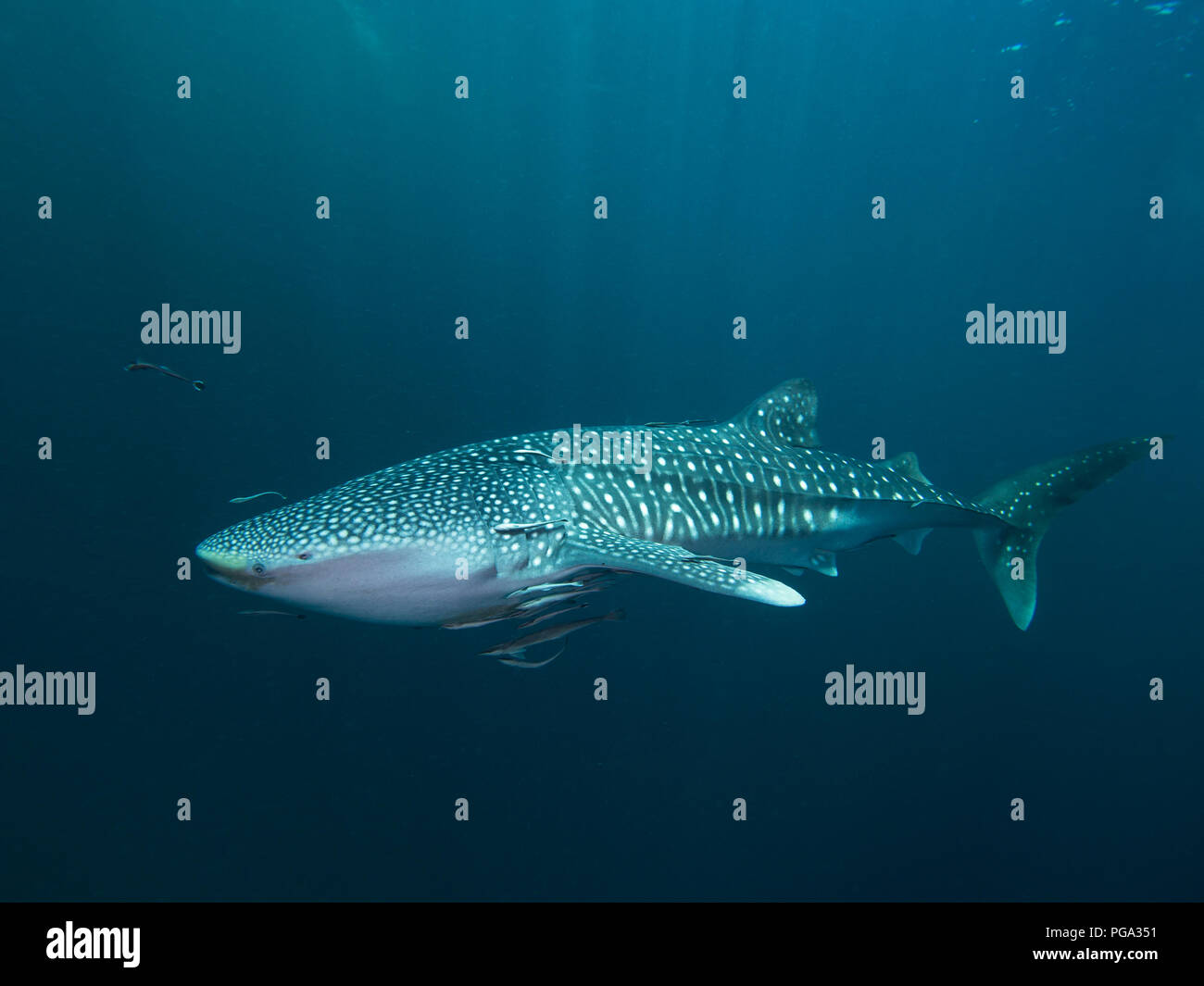 Whale shark from the side Stock Photo - Alamy