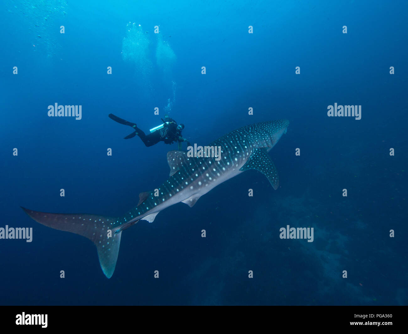 Whale Shark With A Diver Stock Photo Alamy Whale Shark With A Diver Stock Photo Alamy