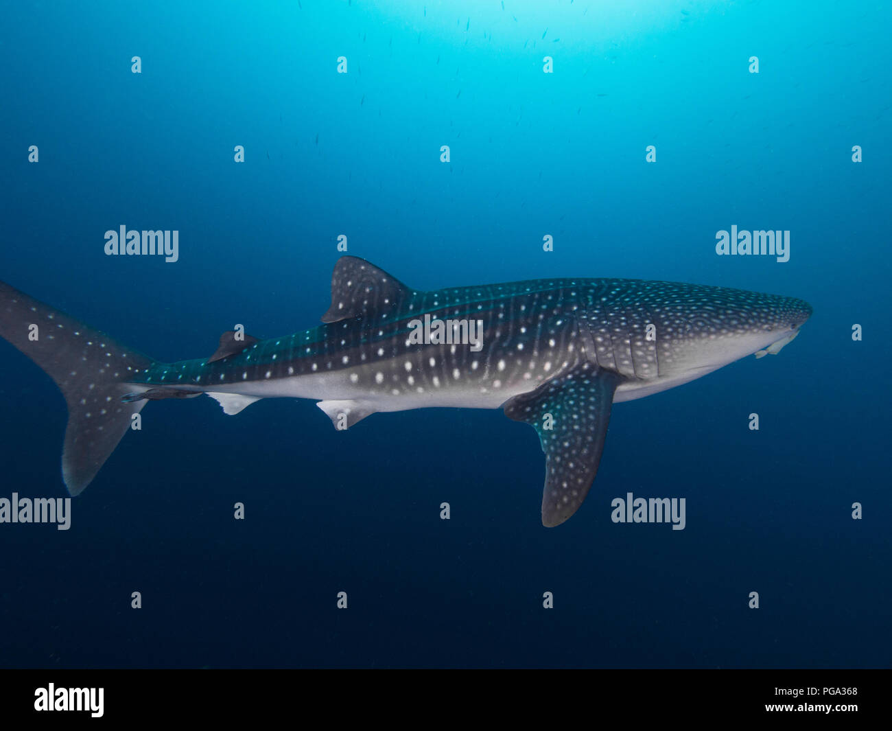 Whale shark from right side Stock Photo - Alamy