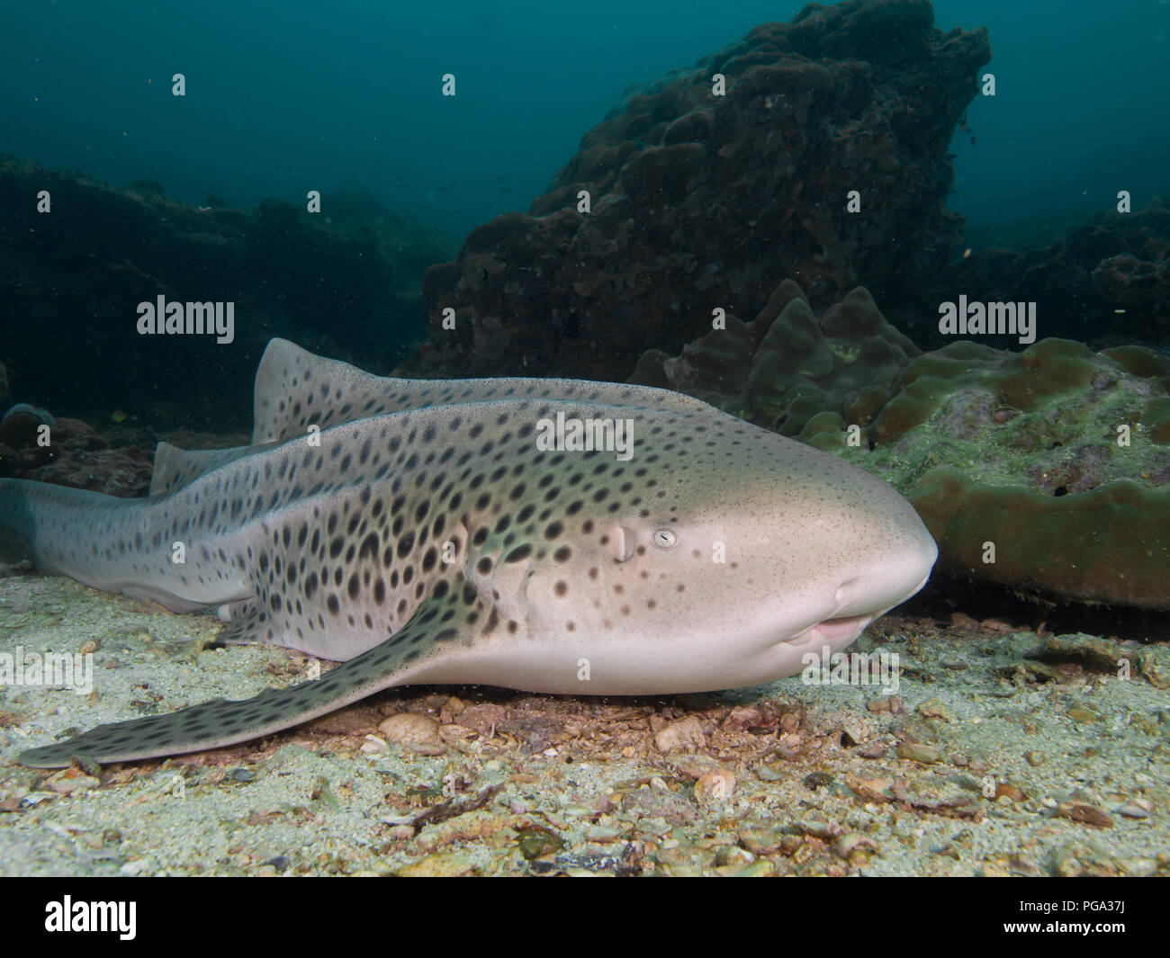 Leopard Shark resting on the sandy bottom Stock Photo