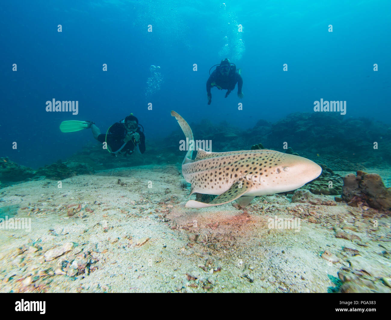 Leopard Shark swimming with two divers behind Stock Photo