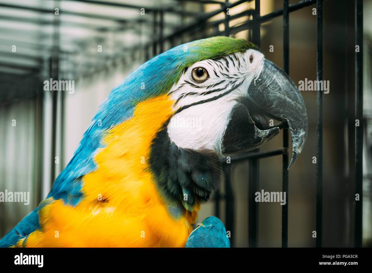 Picture of Blue-and-yellow Macaw Also Known As The Blue-and-gold Macaw In Zoo ...