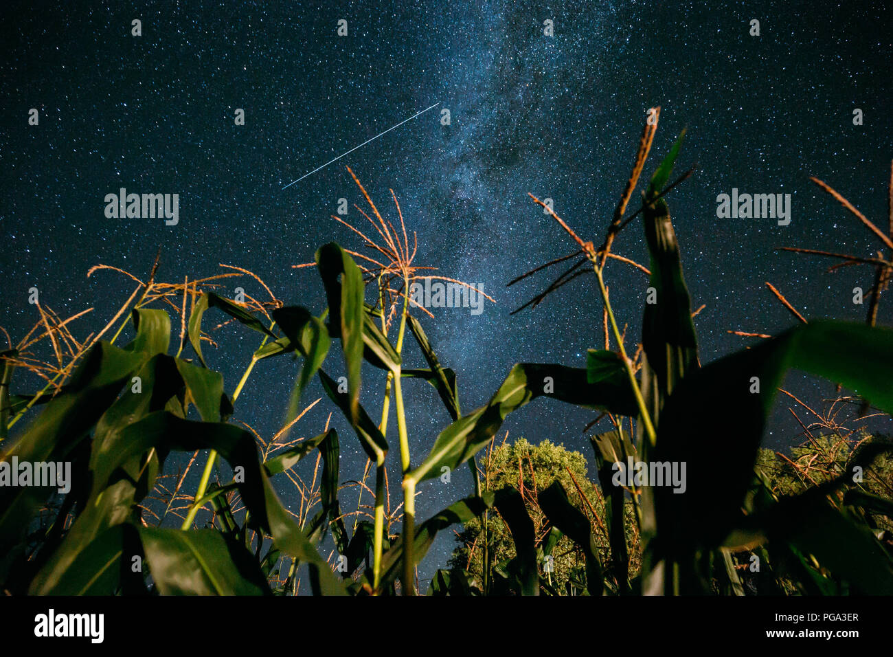 Bottom View Of Night Starry Sky With Milky Way From Green Maize Corn ...