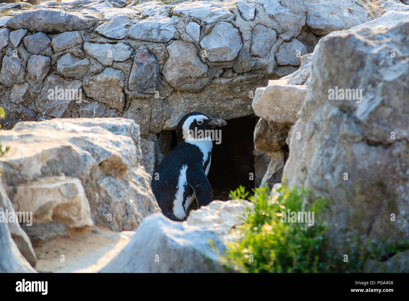Penguin living among the rocks Stock Photo - Alamy