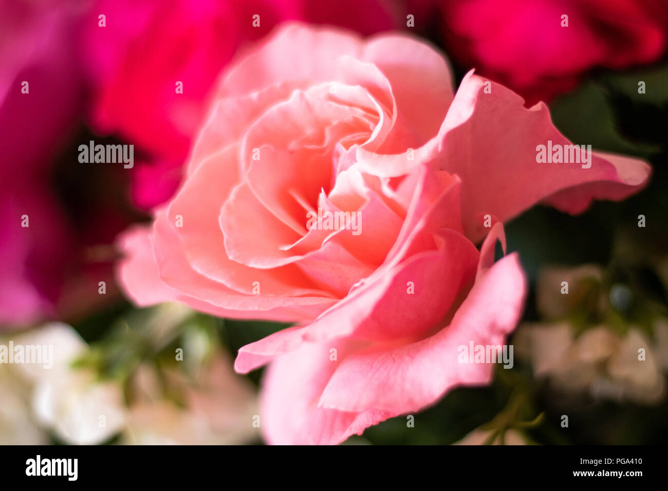 Pink rose flower detailed picture Stock Photo - Alamy