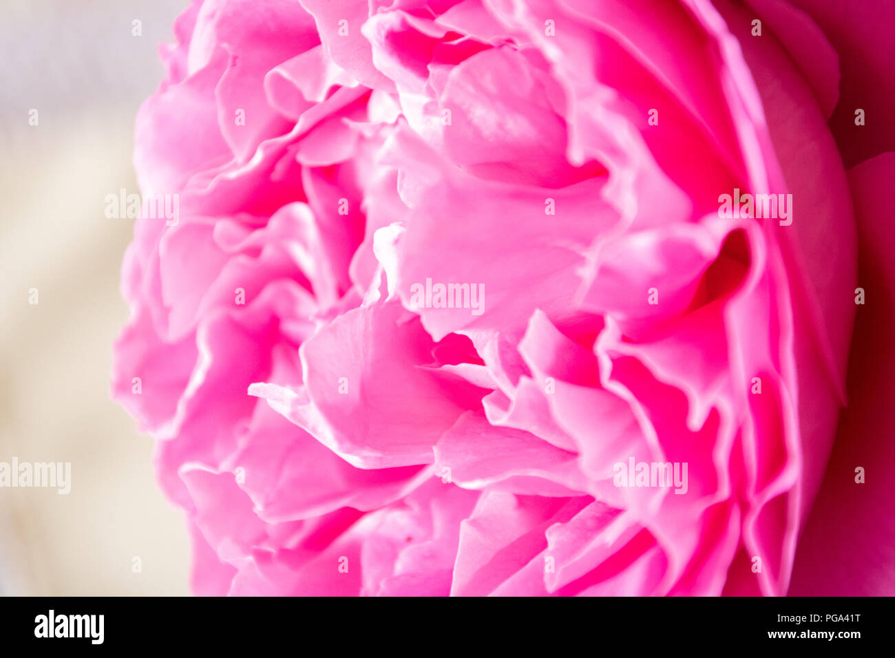 Beautiful pink rose flower macro photo Stock Photo - Alamy