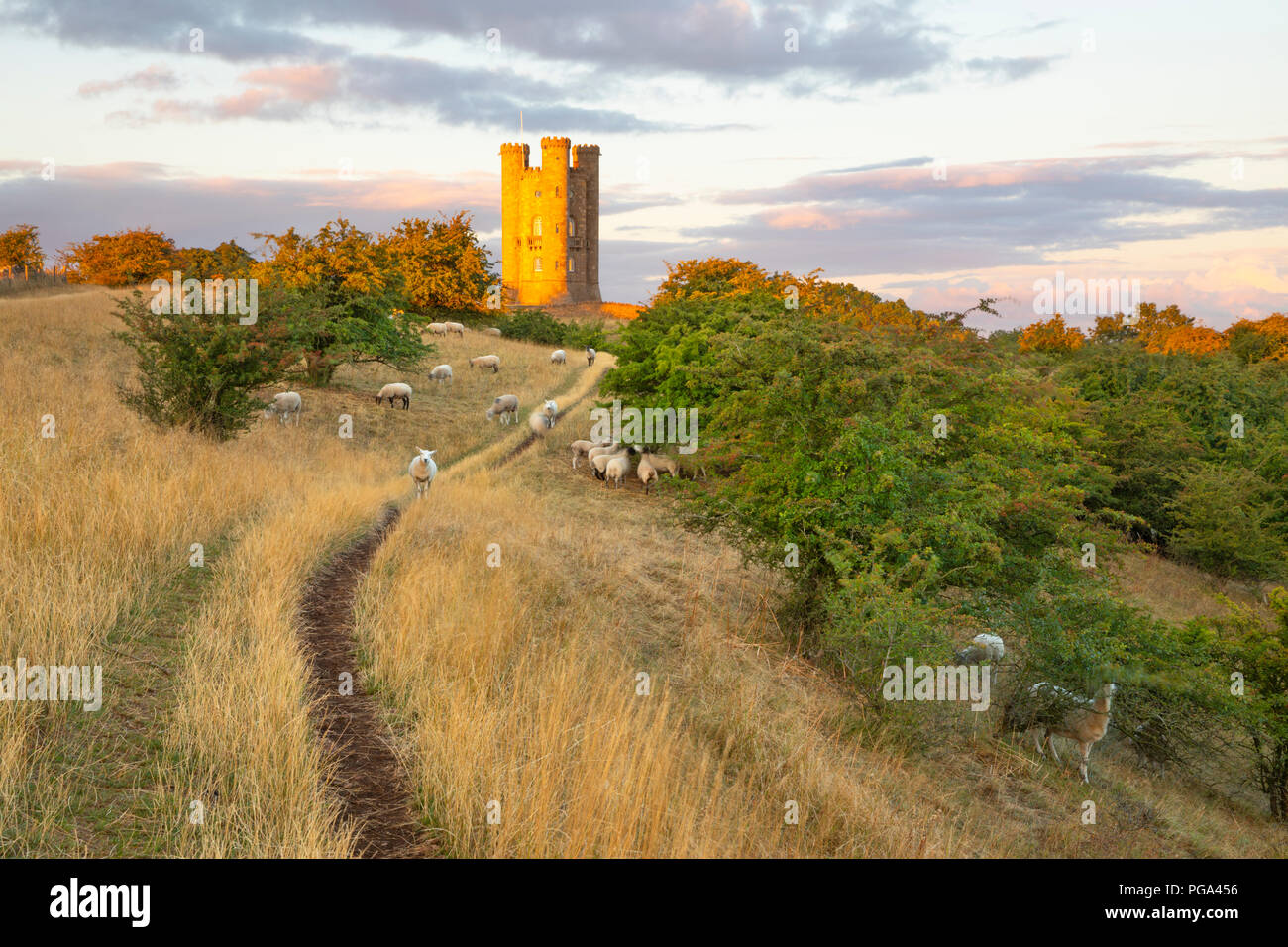 Cotswold Way footpath with sheep grazing summer grass below Broadway Tower at sunrise, Broadway, Cotswolds, Worcestershire, England, United Kingdom Stock Photo