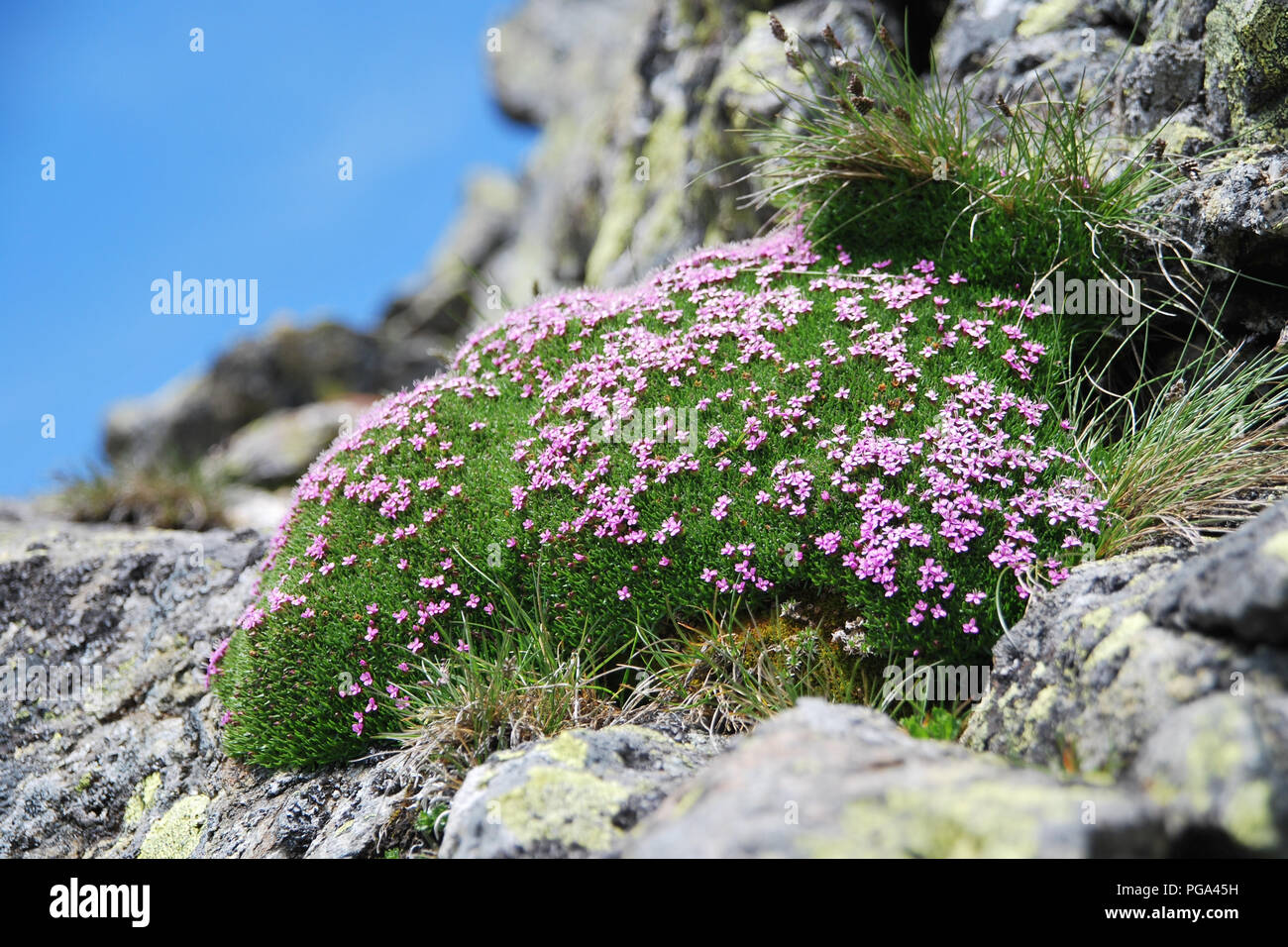 a pillow of pink Androsace, commonly known as rockjasmine, high up in the Austrian alps between rocks Stock Photo