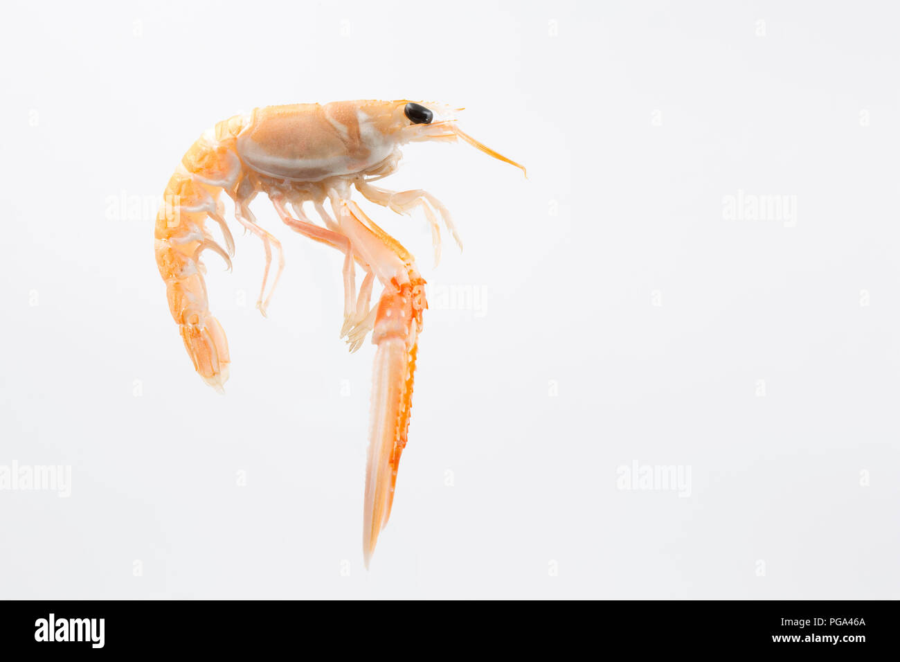 A single raw, uncooked Scottish langoustine, Nephrops norvegicus, bought from a supermarket and photographed in a studio on a white background. The la Stock Photo