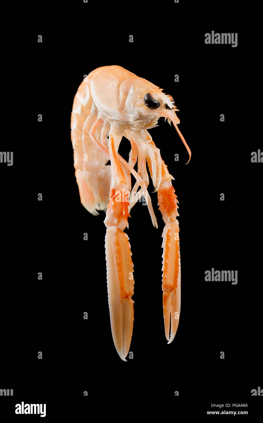 A single raw, uncooked Scottish langoustine, Nephrops norvegicus, bought from a supermarket and photographed in a studio on a black background. The la Stock Photo