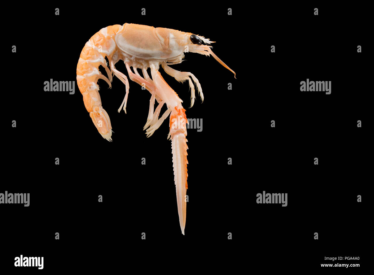 A single raw, uncooked Scottish langoustine, Nephrops norvegicus, bought from a supermarket and photographed in a studio on a black background. The la Stock Photo