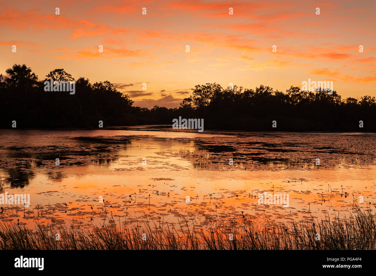 Pictureque Horseshoe Lagoon in Lakefield National Park. Stock Photo