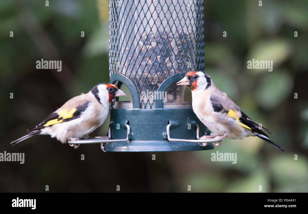 European Goldfinches Stock Photo