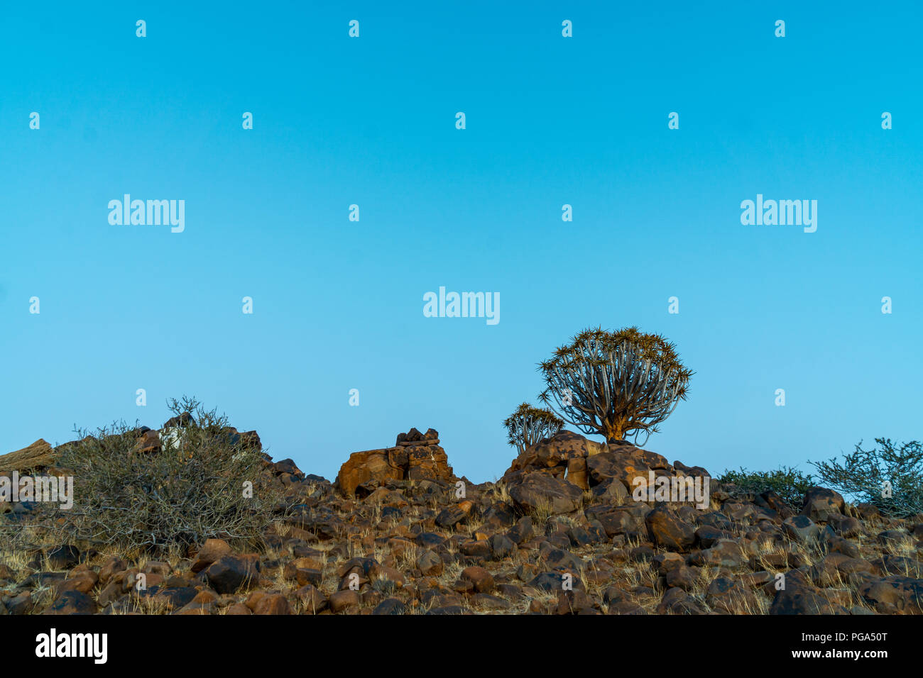 Quivertrees are unique to the deserts of Namibia at summer Stock Photo