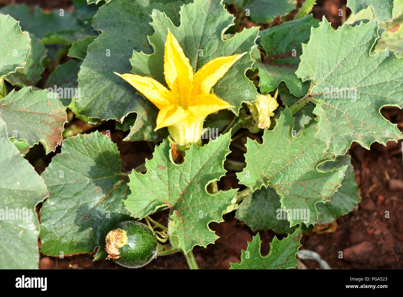 A gem squash flower in a vegetable garden in splendid yellow against the backdrop of fresh green leaves and rich soil. A bee is zooming around Stock Photo