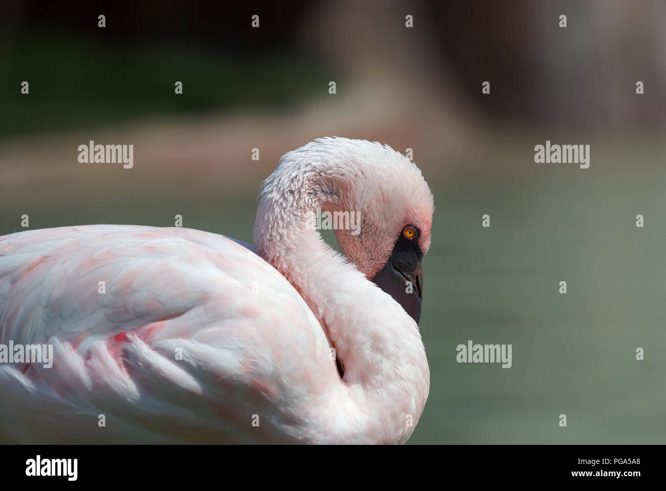 Flamingo - Phoenicopterus ruber roseus resting on the beack. The neck creates an S shape Stock Photo